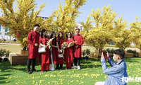 Vietnam-shaped apricot blossom street stuns tourists