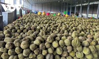 Vietnamese durian selling well in overseas markets