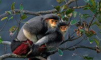 Wildlife photo taken in Vietnam ranks among the Best of 2024