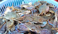 Vietnam’s crab and crustacean exports hit 62 million USD