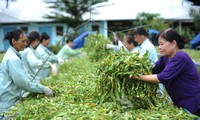 Trinh nữ hoàng cung trong điều trị bệnh