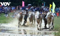 Tưng bừng Hội đua bò Bảy Núi An Giang