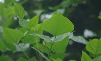 Dược liệu hỗ trợ điều trị mất ngủ, ngủ không sâu