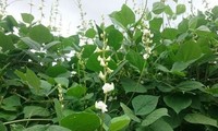 Phòng ngừa bị cảm do nắng nóng