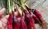 Sâm đại hành:dược liệu trị ho hiệu quả