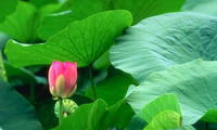 Điều trị say nắng theo đông y