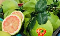 Việt Nam xuất khẩu loại trái cây thứ 6 vào thị trường Australia
