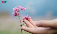 Buckwheat blossoms in Ha Giang