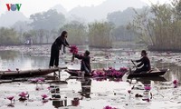 Stunning water lilies in Yen stream lure visitors during the autumn months