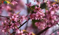 Breathtaking scenery of prunus cerasoides in Mu Cang Chai