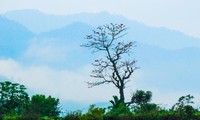 Truong Son Dong mountain range – ideal place for cloud hunters