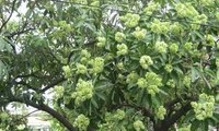 Aroma otoñal de la flor de leche en Hanoi 