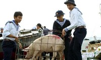 Preparan el Año Nuevo lunar 2012 en islas lejanas de la Patria