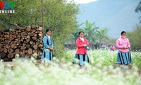 Etnicos Mong en Moc Chau saludan la llegada de la primavera