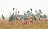 Preciosa especie aviar emigra a provincias deltaicas de Vietnam