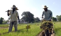 Arroz vietnamita en Cuba