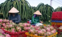 Vietnam proyecta estabilizar exportación de frutas del Dragón