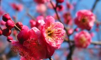 Primavera en la aldea de flores de Nhat Tan