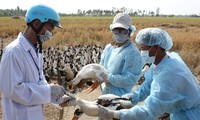 Vietnam se mantiene libre de amenaza de la gripe aviar H7N9