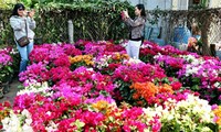 Aldea de floricultura se prepara para Año Nuevo Lunar