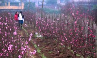 Ambiente del Tet en mercado de flores de Quang An