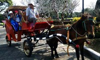 Localidades vietnamitas en saludo al Año Nuevo Lunar del Caballo 2014