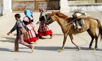 El caballo en la vida de montañeses en el Noroeste de Vietnam