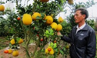 Creador de árboles de 5 géneros frutales para el Tet tradicional