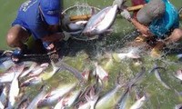 Proteccionismo de Estados Unidos daña exportación de pescados de Vietnam