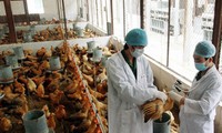 Vietnam se esfuerza en evitar contagio de virus H7N9