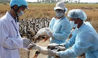 Forman equipos de prevención de gripe aviar A/H7N9 en localidades vietnamitas