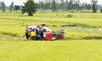 “Campos de colaboración”, avanzado modelo de producción de arroz en Dong Thap