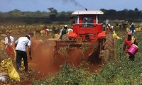 Vietnam y Cuba fortalecen cooperación económica y comercial