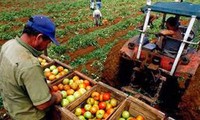 Parlamento cubano discute medidas para reducir la importación alimentaria 