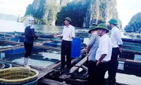 Buenos preparativos de provincia de Quang Ninh para enfrentar el tifón Rammasun 