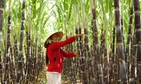 Edificación del nuevo campo en Gia Lai: Cambios basados en ventajas existentes 