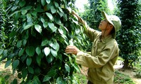 Amplían el mercado de exportación de productos agrícolas