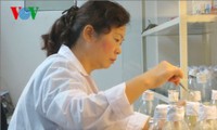 La Doctora Ha Thi Thuy, productora de nuevas plantas frutales