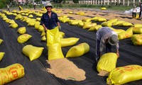 Vietnam aboga por aumentar el valor del arroz de exportación