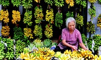 Modelo del cultivo de banano en Son La ayuda a la población a salir de la pobreza