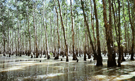 Provincia Ben Tre frente a efectos del cambio climático