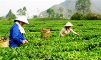 La construcción de nuevo campo en la comuna San Thang, provincia Lai Chau