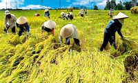 Reestructuración agrícola – desde políticas hasta prácticas