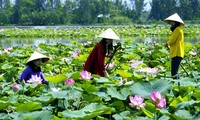 Reestructuración agrícola en Dong Thap