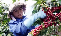 Nueva primavera en los campos de alta tecnología de Langbiang