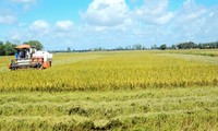 Nueva primavera en el pueblo del nuevo  campo Long An