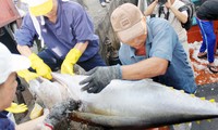 Potencialidades de la pesca de atún en Vietnam