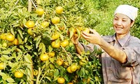 Construcción del nuevo campo a través del cultivo de naranjas