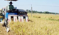 Quang Nam progresa gracias a la modernización campestre