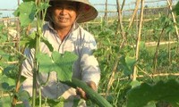 Eficiencia del modelo de alianza entre agricultores y empresas en Quang Nam